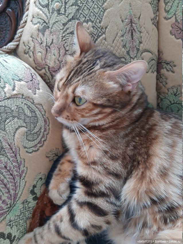 Моя Хюрремка — В мире животных: смешные фото питомцев и зверей