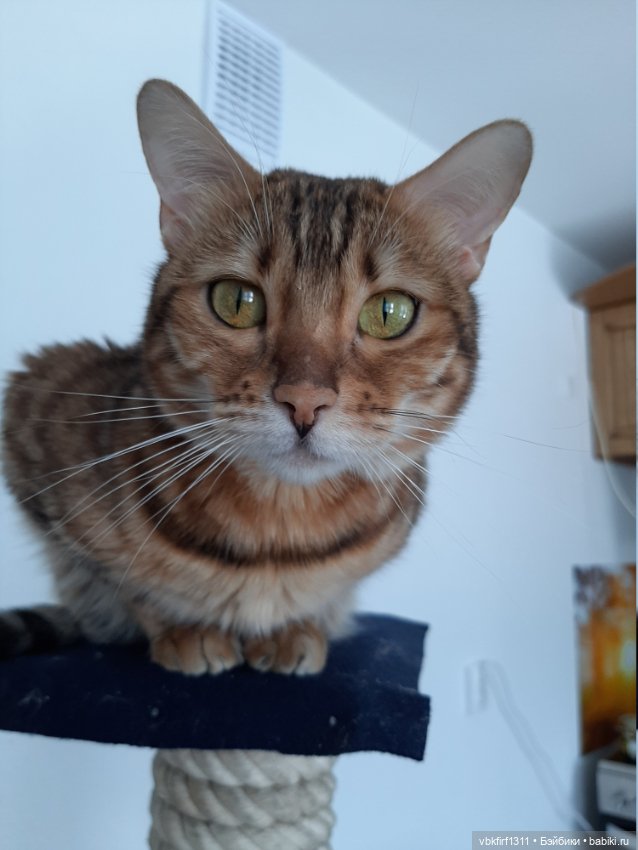 Моя Хюрремка — В мире животных: смешные фото питомцев и зверей