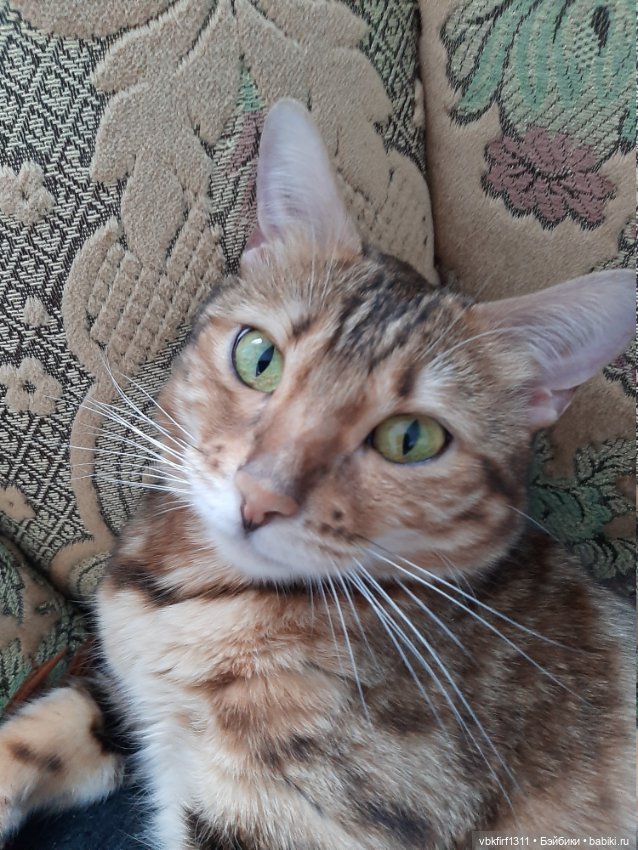 Моя Хюрремка — В мире животных: смешные фото питомцев и зверей (фото 7)