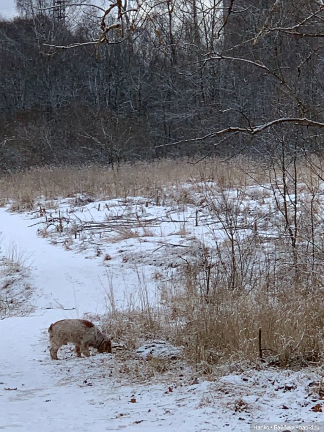 А у нас выпал снег — Куклы Paola Reina (Паола Рейна): новинки (фото 6)