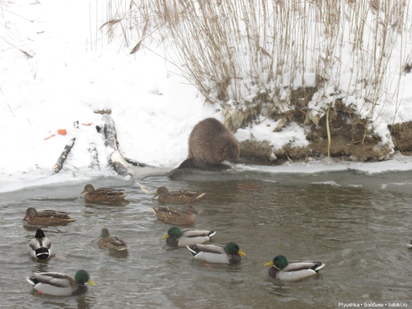 Неправильная весна и 27 см кавая (фото 7)