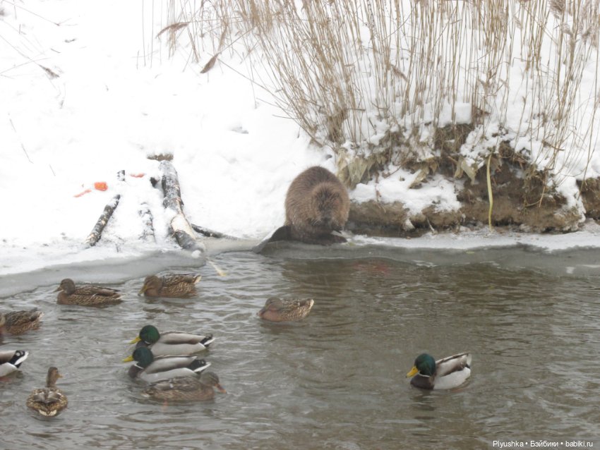 Неправильная весна и 27 см кавая (фото 8)