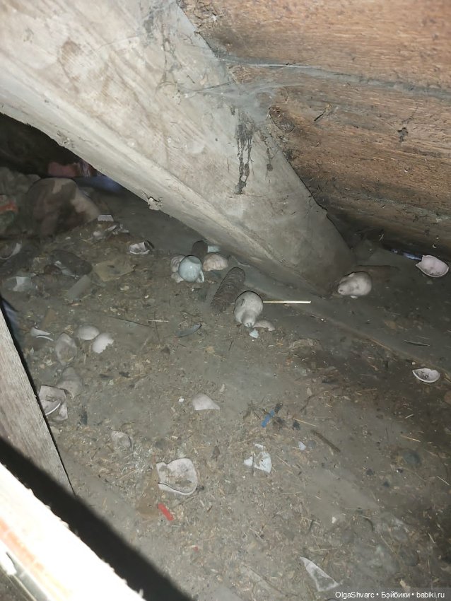 Дом с сюрпризом — Редкие антикварные куклы и реплики: воск