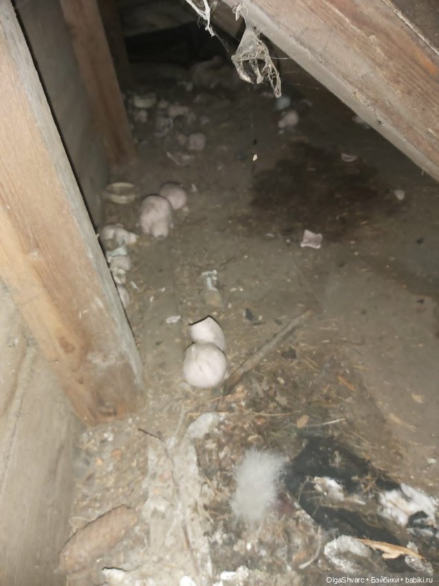 Дом с сюрпризом — Редкие антикварные куклы и реплики: воск