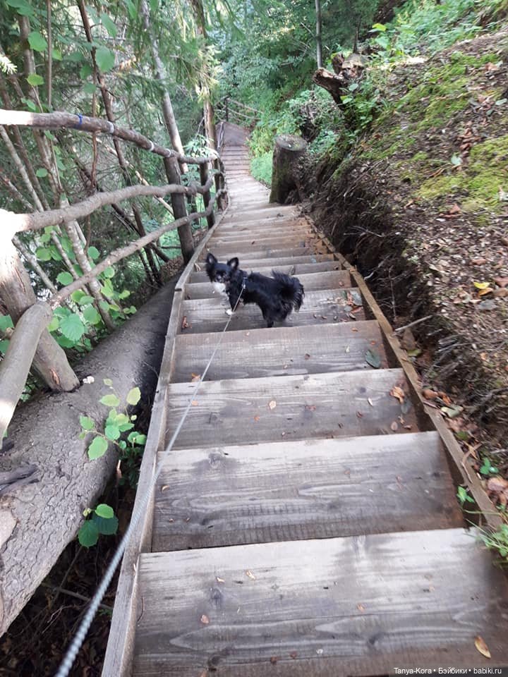 Вспоминая летние Карпаты — Болталка и разговоры обо всем: жизнь