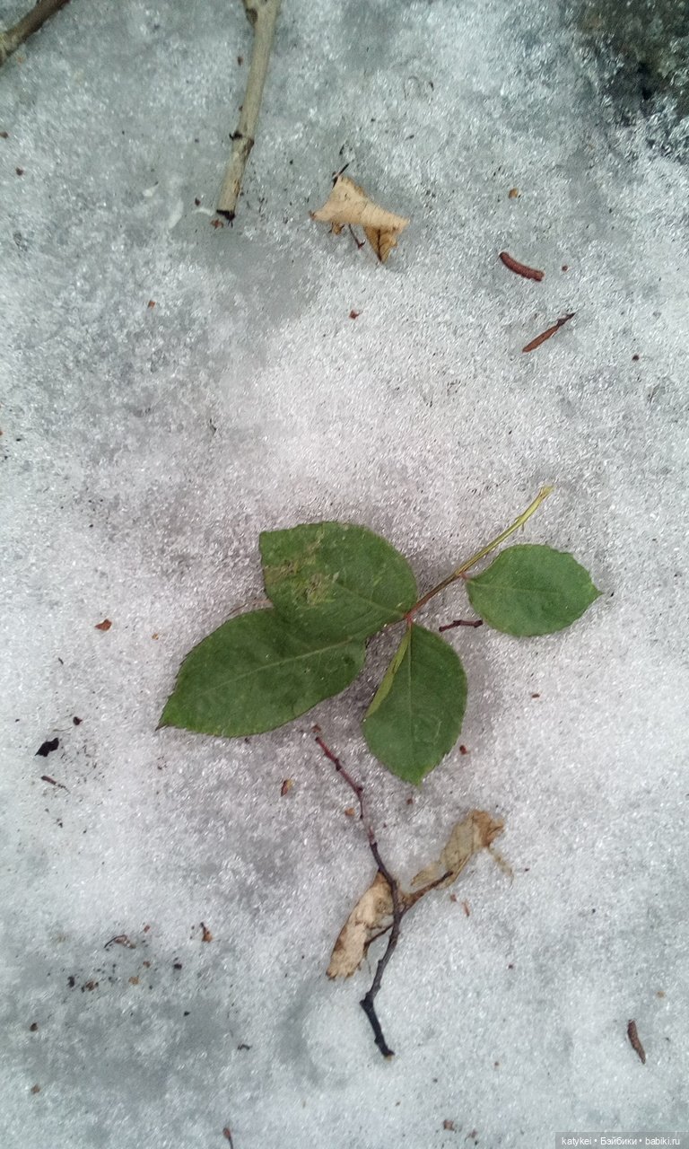 Весна на конюшне — Болталка и разговоры обо всем: жизнь (фото 9)