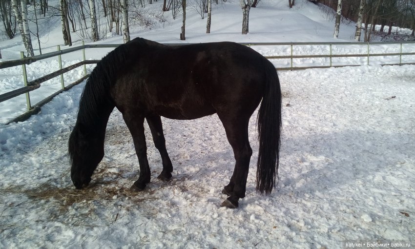 Весна на конюшне — Болталка и разговоры обо всем: жизнь (фото 4)