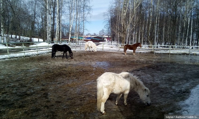 Весна на конюшне — Болталка и разговоры обо всем: жизнь