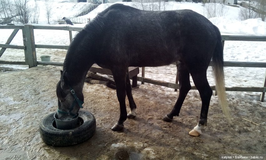 Весна на конюшне — Болталка и разговоры обо всем: жизнь (фото 2)