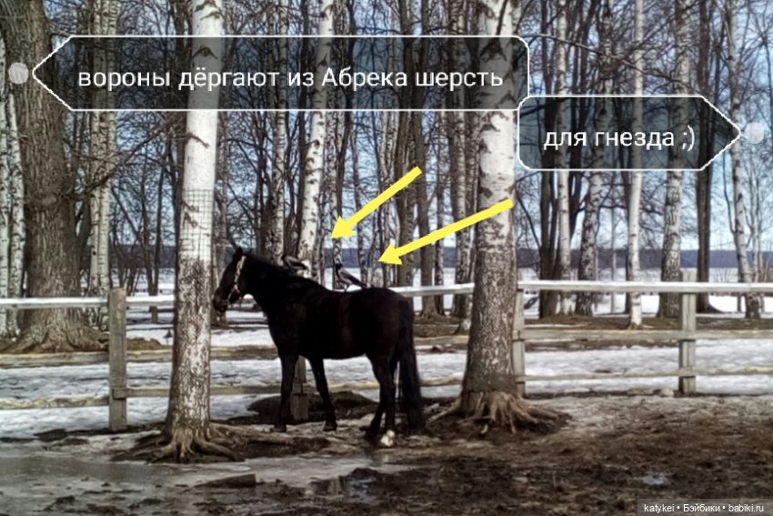 Весна на конюшне — Болталка и разговоры обо всем: жизнь (фото 5)