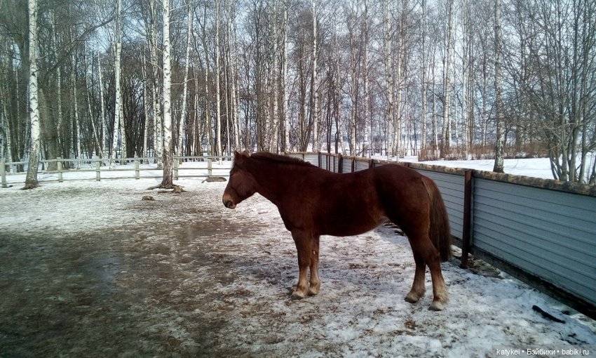 Весна на конюшне — Болталка и разговоры обо всем: жизнь (фото 3)