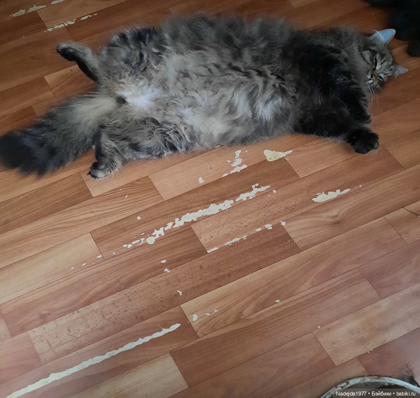 Сиамская кошка по описанию Клэр Гарланд