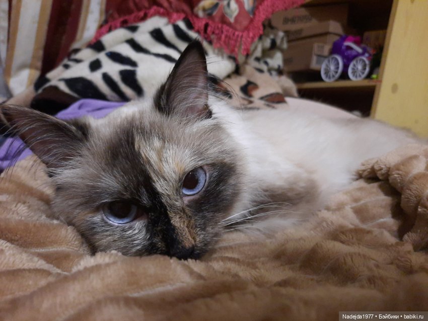 Новые котики по МК Ольги Бессогоновой и мышь по описанию Клэр Гарланд