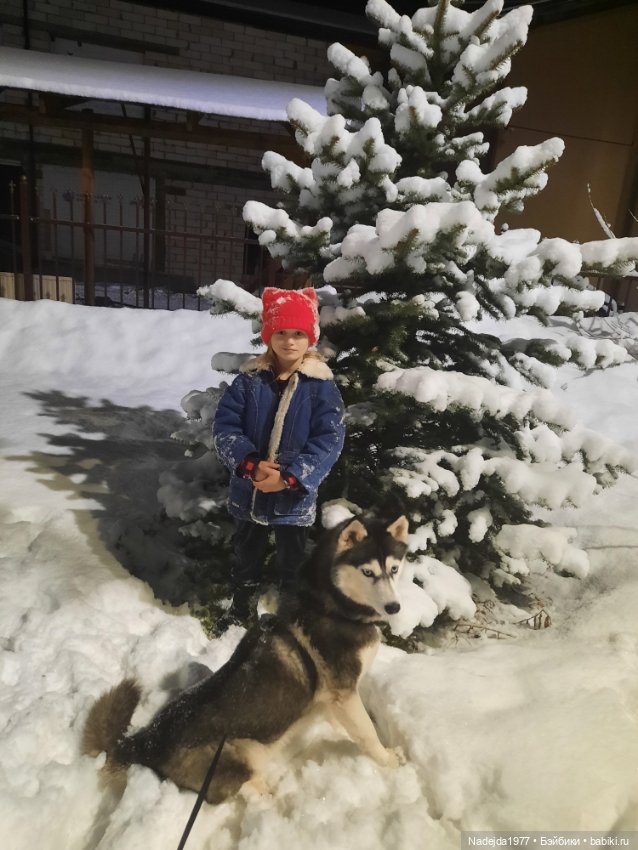 Сиамская кошка по описанию Клэр Гарланд