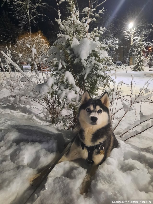 Сиамская кошка по описанию Клэр Гарланд