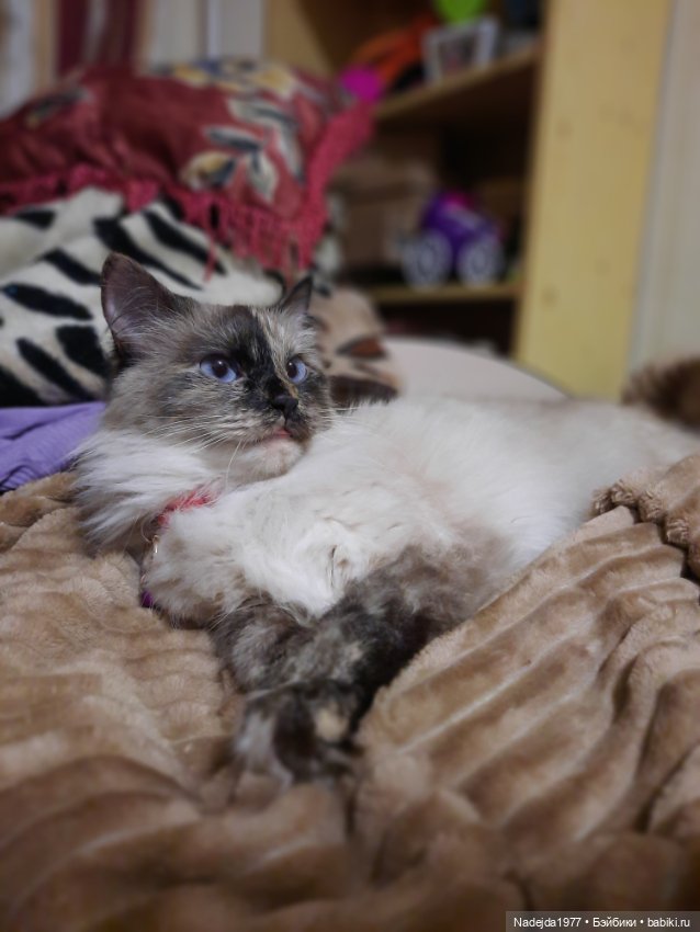 Новые котики по МК Ольги Бессогоновой и мышь по описанию Клэр Гарланд