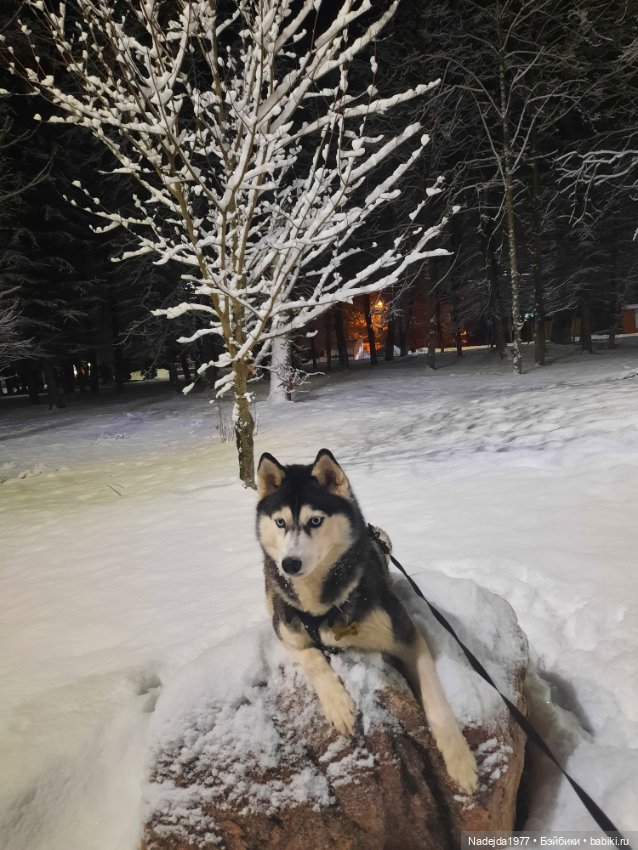 Сиамская кошка по описанию Клэр Гарланд