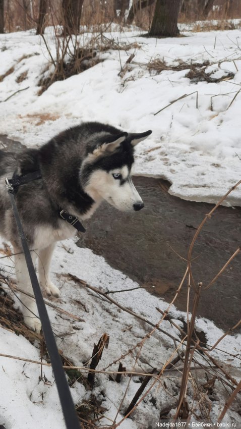 Новые котики по МК Ольги Бессогоновой и мышь по описанию Клэр Гарланд