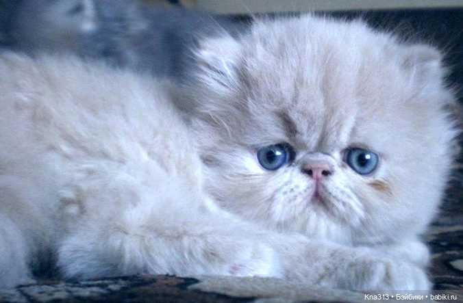 Персидские котятки — Одежда и обувь для кукол своими руками: фото