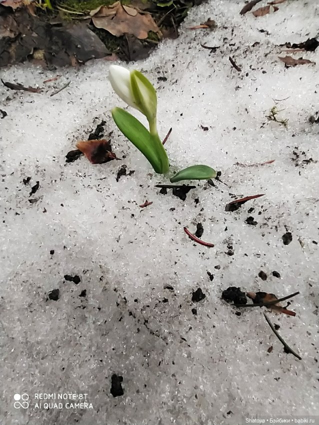 Новое пальтишко — Редкие антикварные куклы и реплики: воск (фото 8)