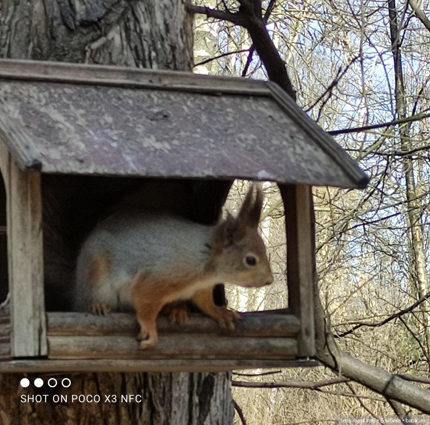 Машуня, лес, белочки, весна, хорошее настроение