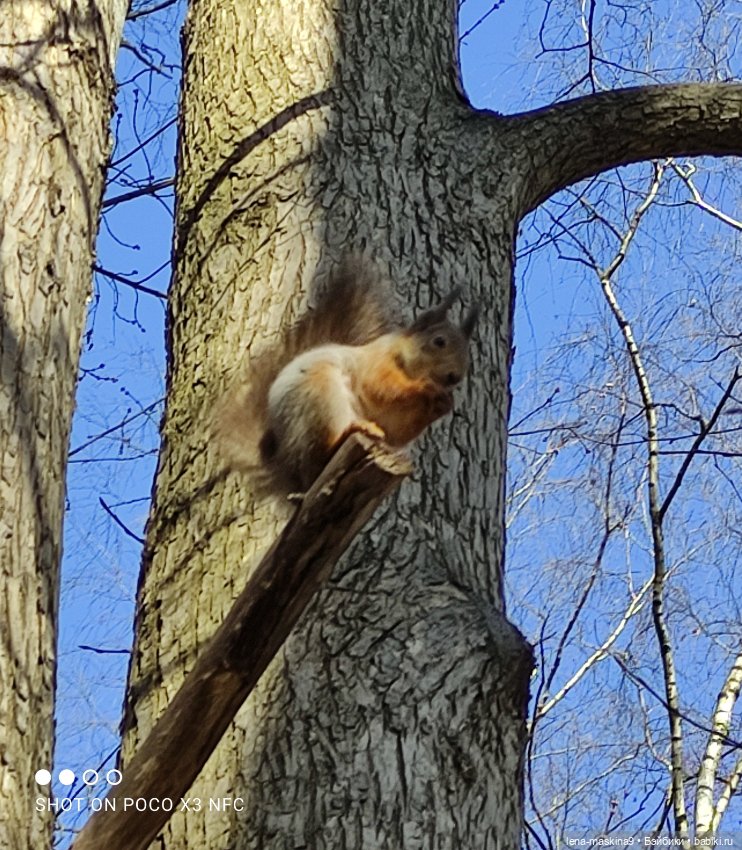 Машуня, лес, белочки, весна, хорошее настроение
