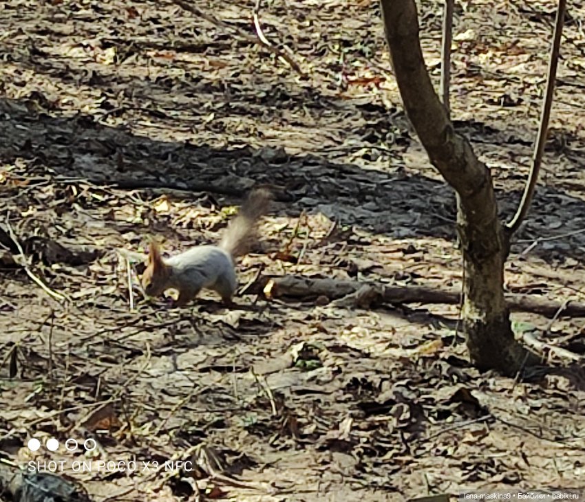 Машуня, лес, белочки, весна, хорошее настроение