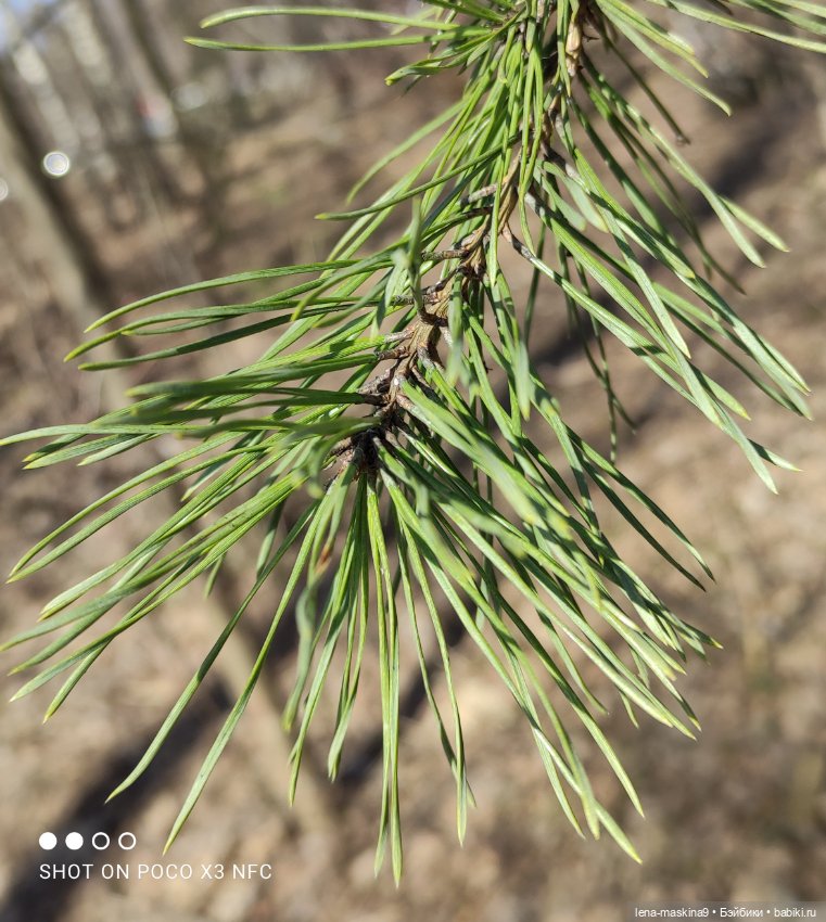 Машуня, лес, белочки, весна, хорошее настроение (фото 7)