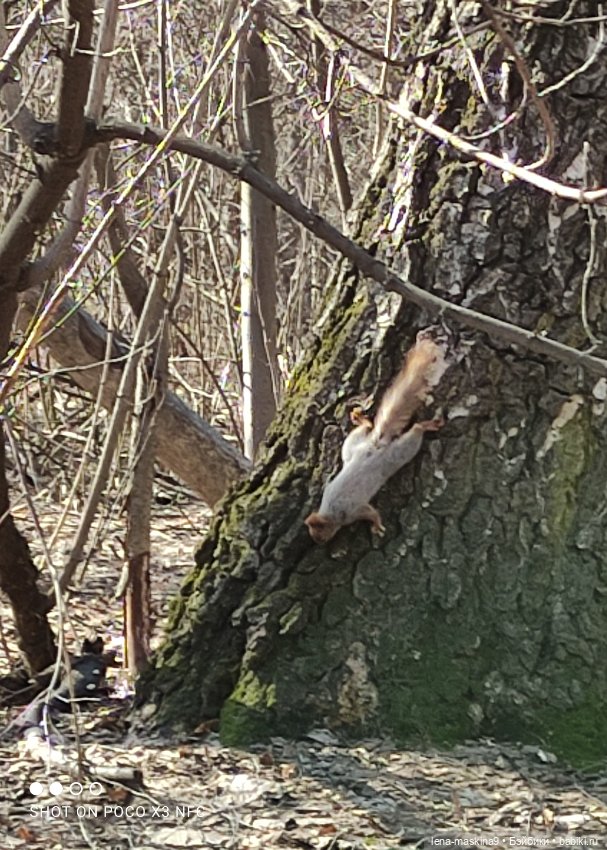 Машуня, лес, белочки, весна, хорошее настроение