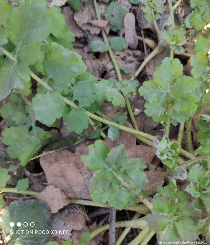 Машуня, лес, белочки, весна, хорошее настроение (фото 3)