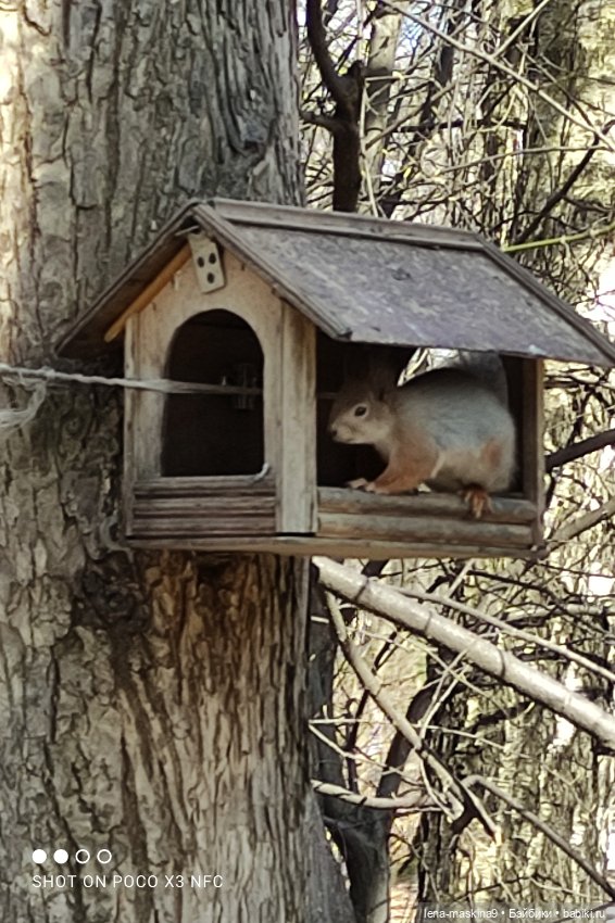 Машуня, лес, белочки, весна, хорошее настроение