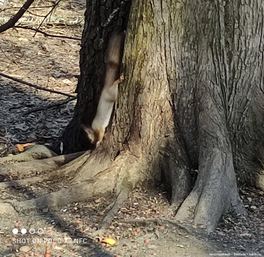 Машуня, лес, белочки, весна, хорошее настроение