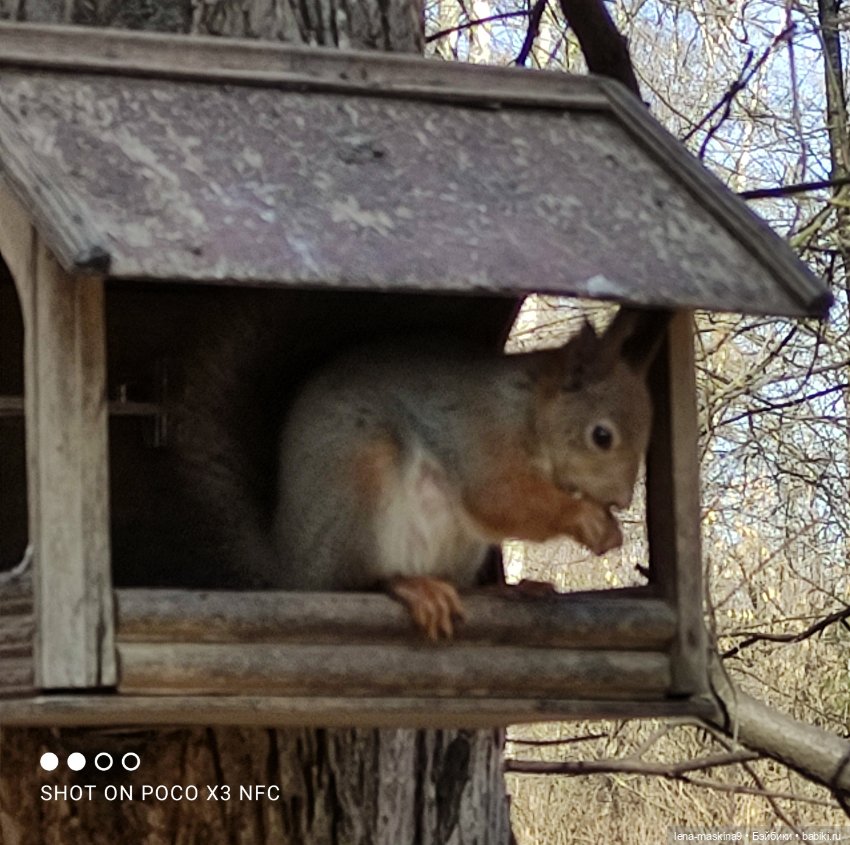 Машуня, лес, белочки, весна, хорошее настроение