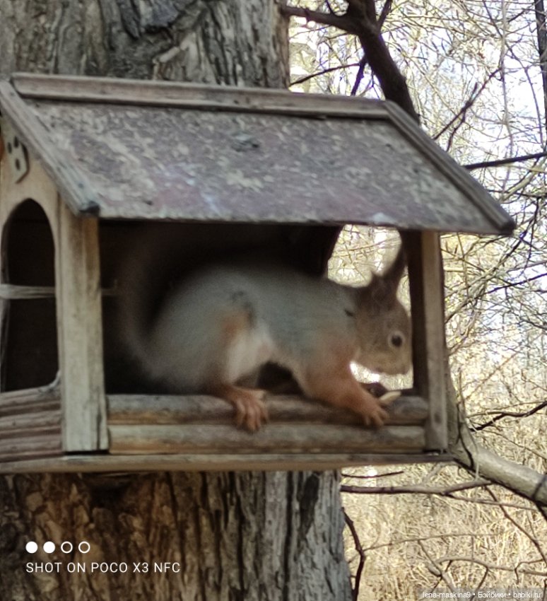Машуня, лес, белочки, весна, хорошее настроение