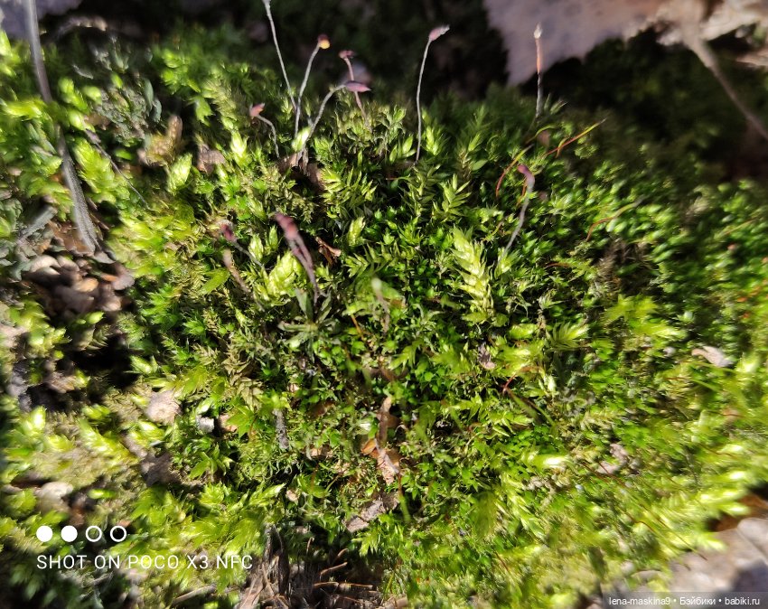 Машуня, лес, белочки, весна, хорошее настроение (фото 5)