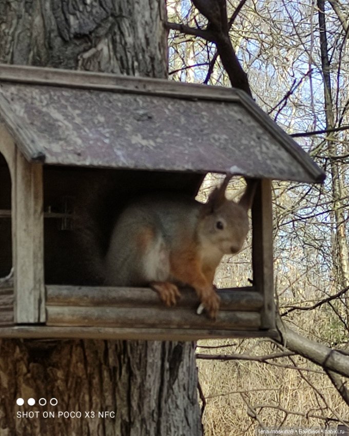 Машуня, лес, белочки, весна, хорошее настроение