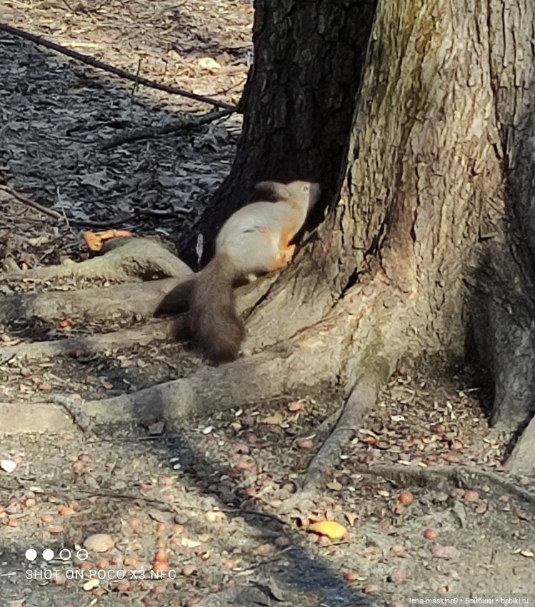 Машуня, лес, белочки, весна, хорошее настроение