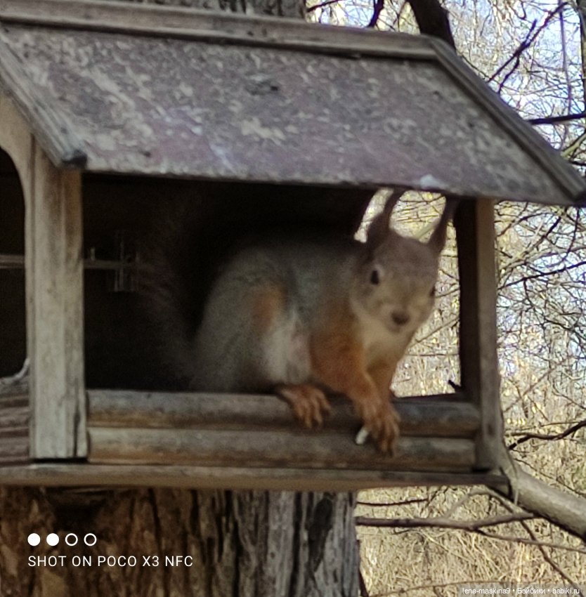 Машуня, лес, белочки, весна, хорошее настроение