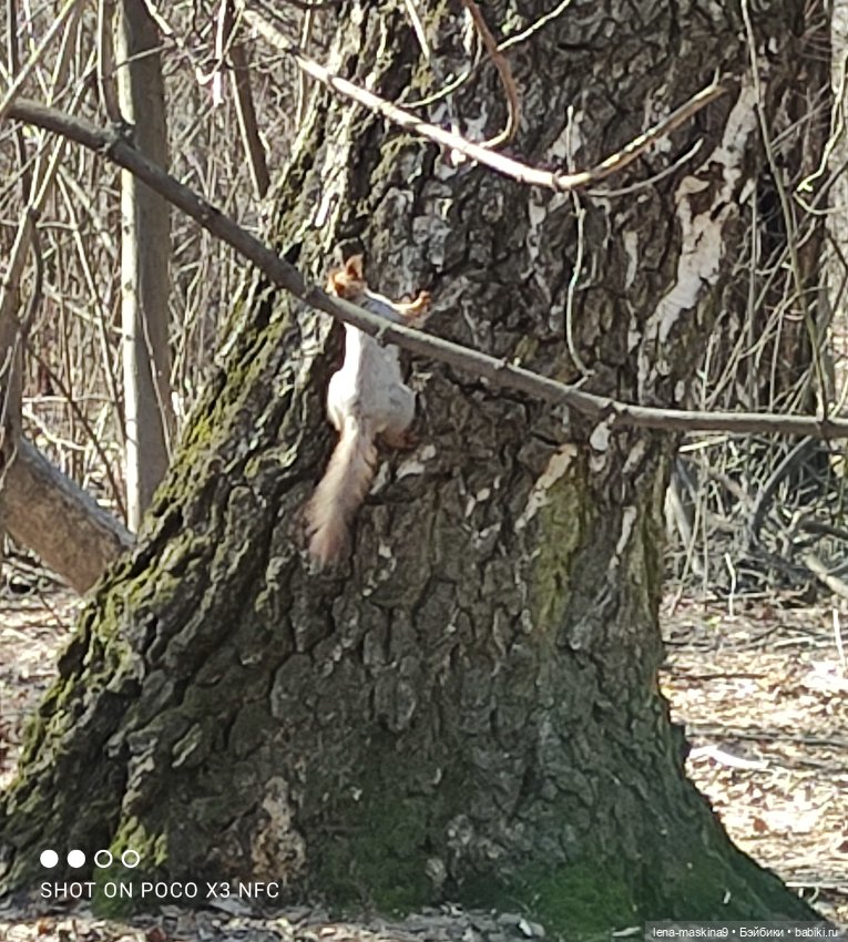 Машуня, лес, белочки, весна, хорошее настроение