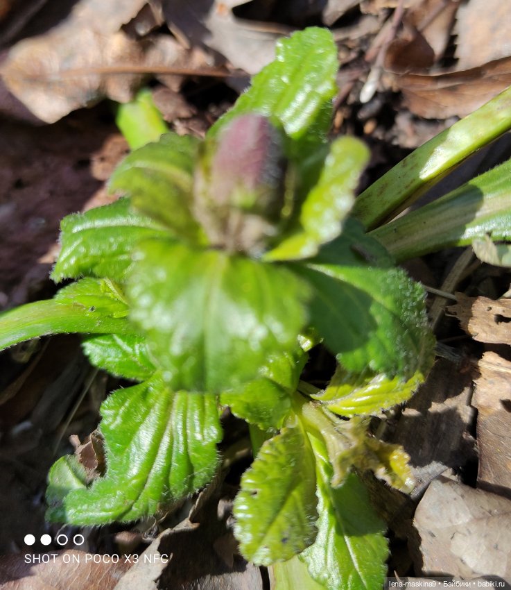 Машуня, лес, белочки, весна, хорошее настроение (фото 6)