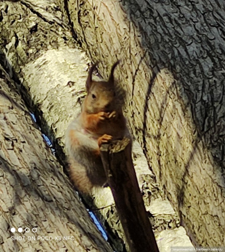 Машуня, лес, белочки, весна, хорошее настроение