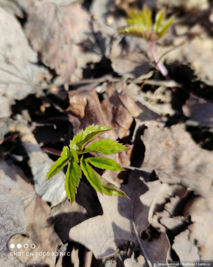 Машуня, лес, белочки, весна, хорошее настроение (фото 8)