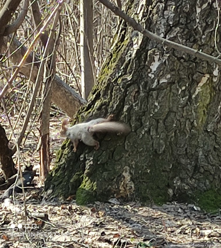 Машуня, лес, белочки, весна, хорошее настроение