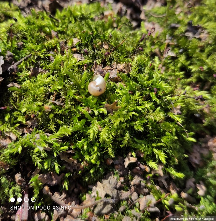 Машуня, лес, белочки, весна, хорошее настроение (фото 2)