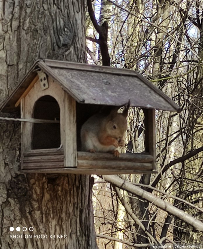 Машуня, лес, белочки, весна, хорошее настроение