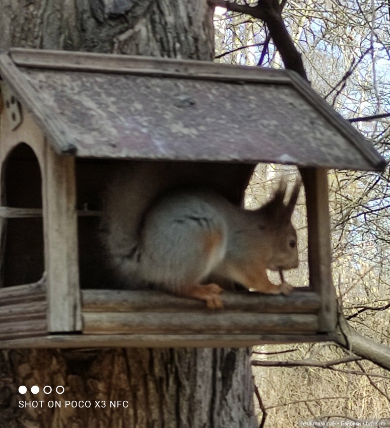 Машуня, лес, белочки, весна, хорошее настроение