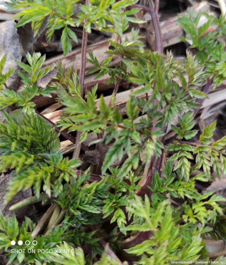 Прогулка в парке Анюты, Катюши и их друзей