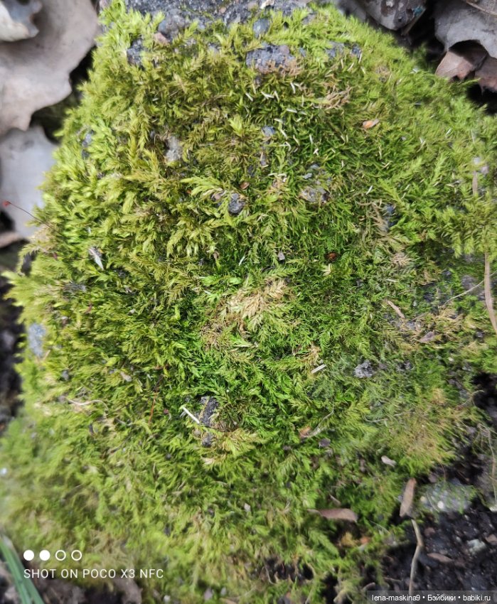 Прогулка в парке Анюты, Катюши и их друзей