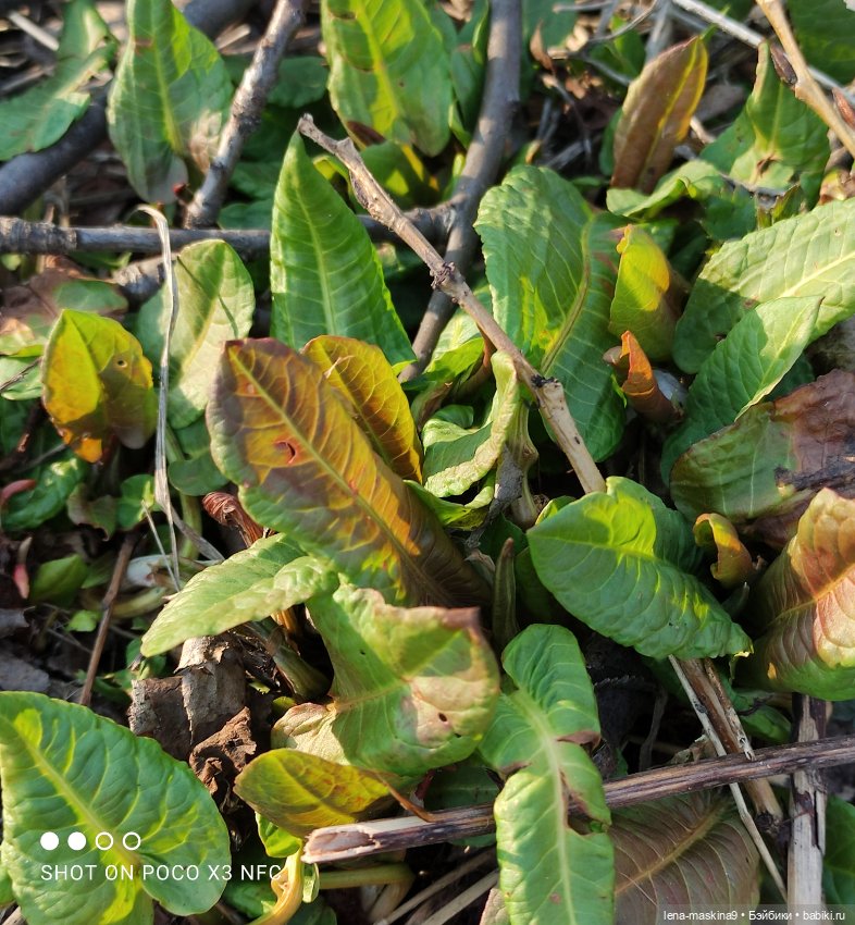 Прогулка в парке Анюты, Катюши и их друзей