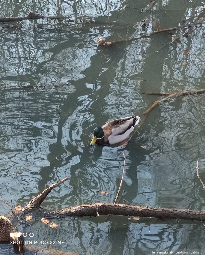Прогулка в парке Анюты, Катюши и их друзей